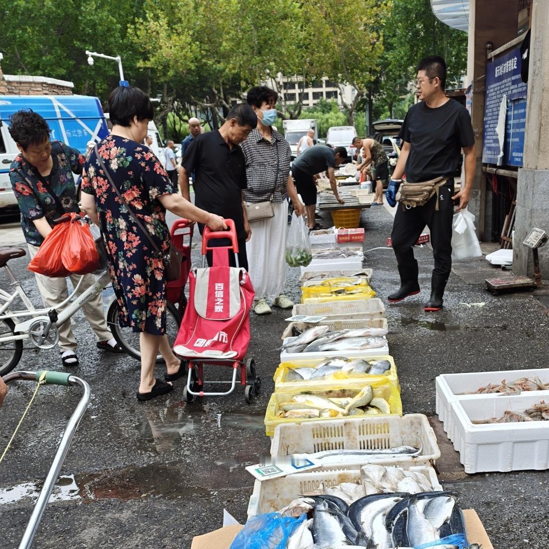 今天，早市海鲜区这一边，刀鱼、鳗鳞鱼、鲈鱼、黄花鱼、鳗鳞、青鱼、偏口鱼等等，啥鱼