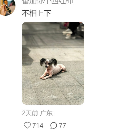 第一次见丑得像人的狗怎么会有这么丑的狗哈哈哈哈哈哈