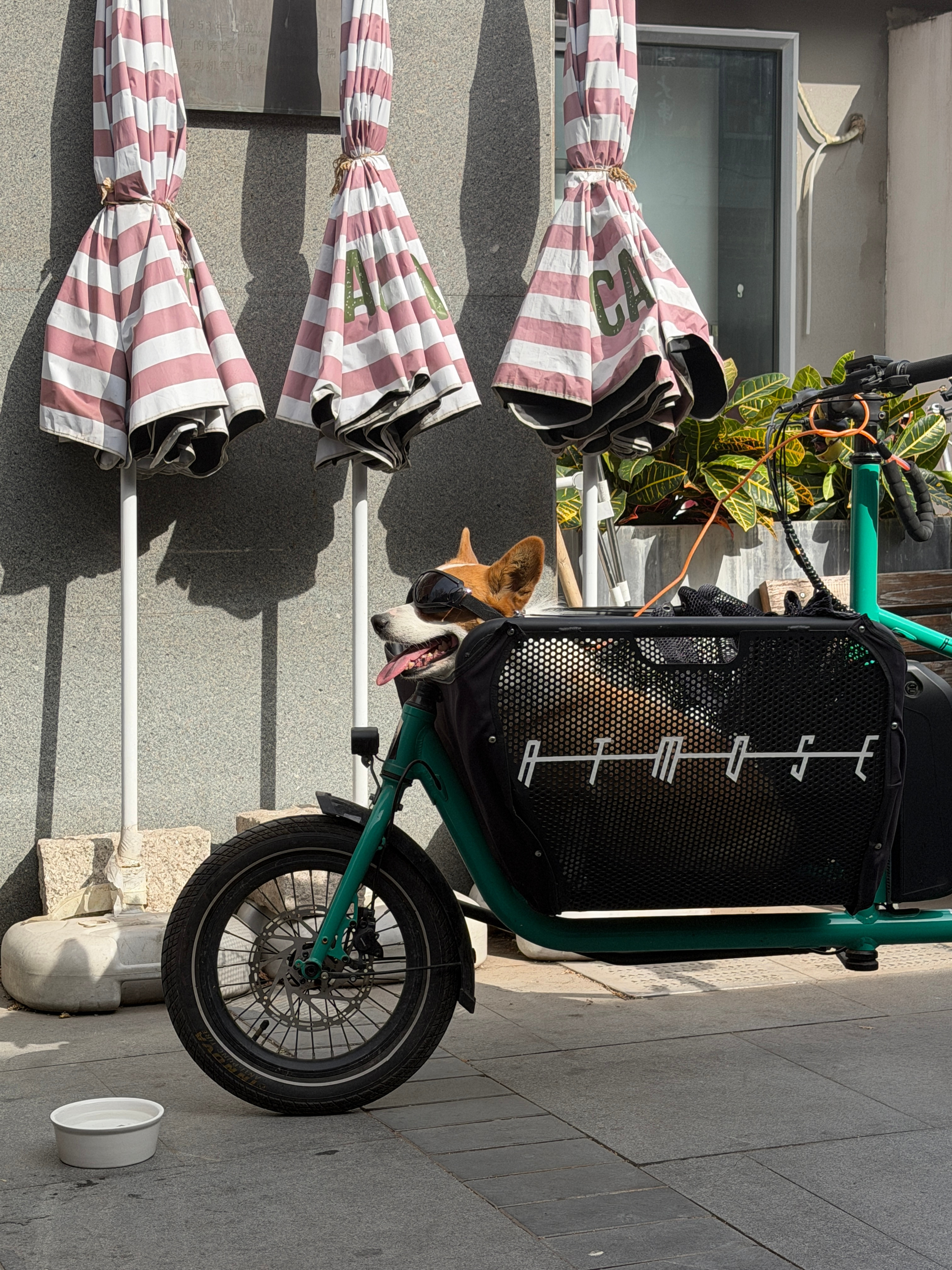 车若初见专属狗狗的骑行装备