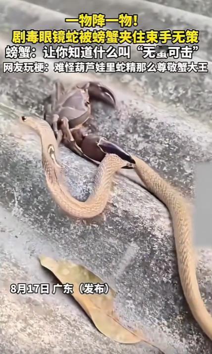 一物降一物！广东，一条剧毒眼镜蛇在街头与一只螃蟹狭路相逢，本以为能轻松拿捏，结果