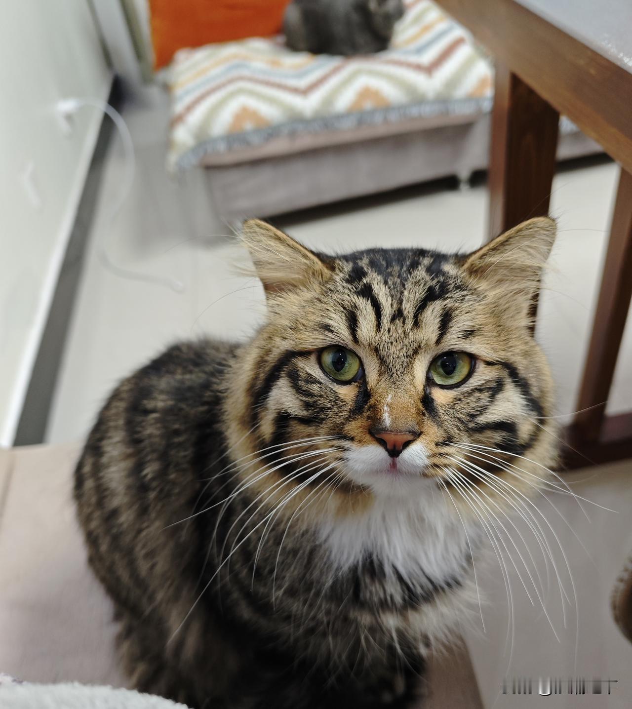 能晒一下你家猫咪慵懒的样子吗哼哈二将