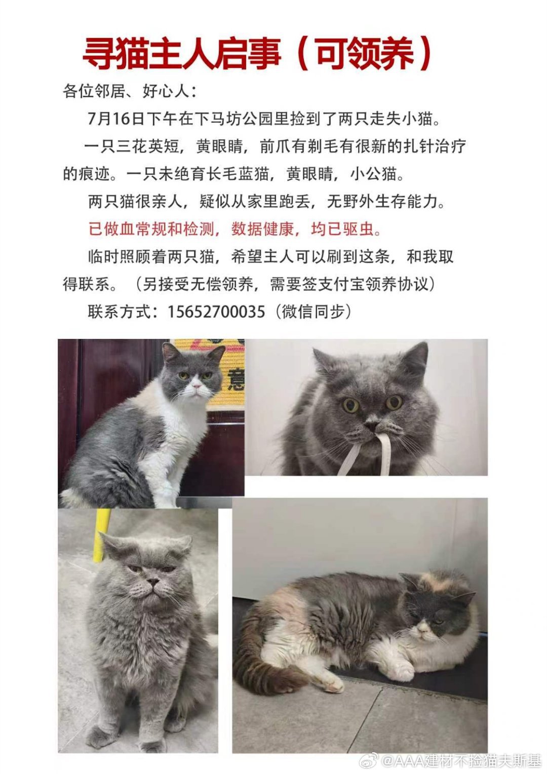 有人要牌子猫吗猫咪走失南京寻猫启事南京寻猫南京猫咪领养