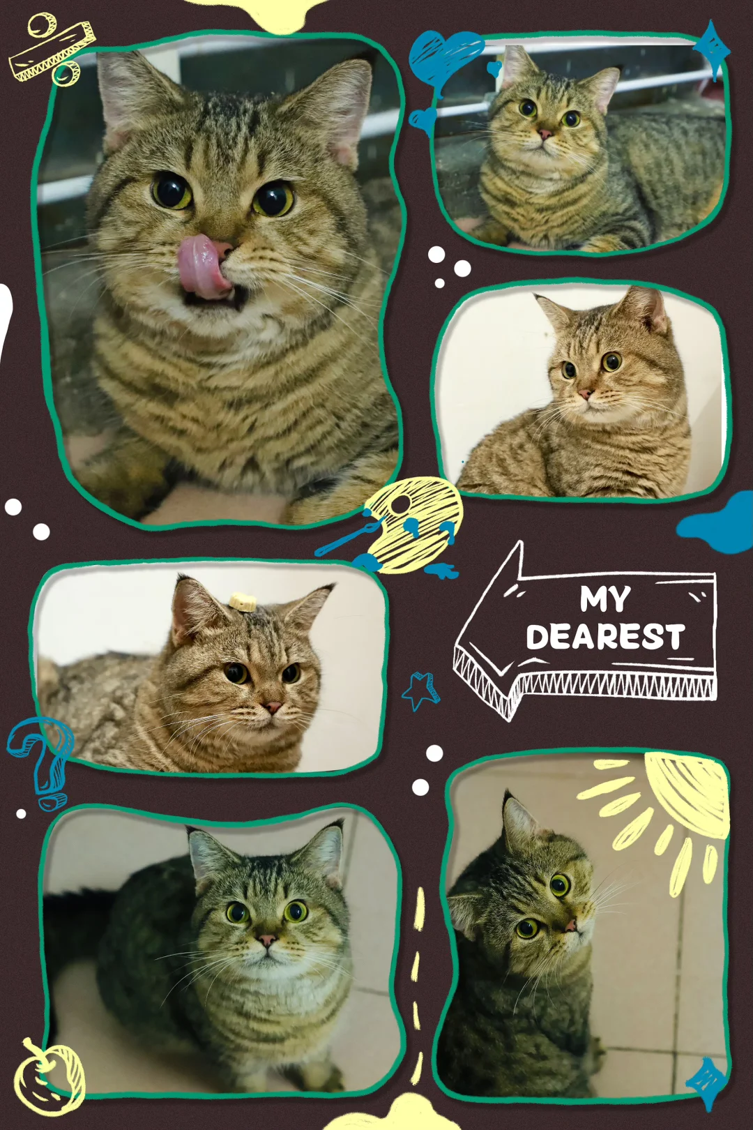 这年头大脸猫🐱的颜值都不吃香了