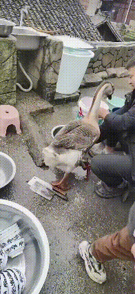 万物皆有灵！贵州一男子春节期间准备磨刀杀鸡，谁知大鹅突然过来了，一只脚掌踩住刀，