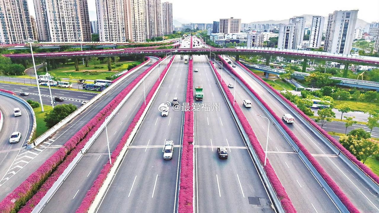 福州国货互通高架桥三角梅“换盆”高架桥上的三角梅花带扮靓榕城，成为福州的一张