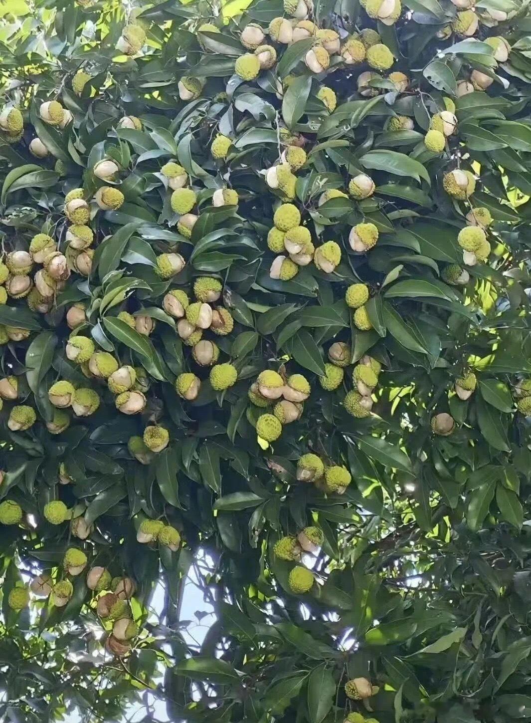 妃子…妃子笑？长安的荔枝​​​