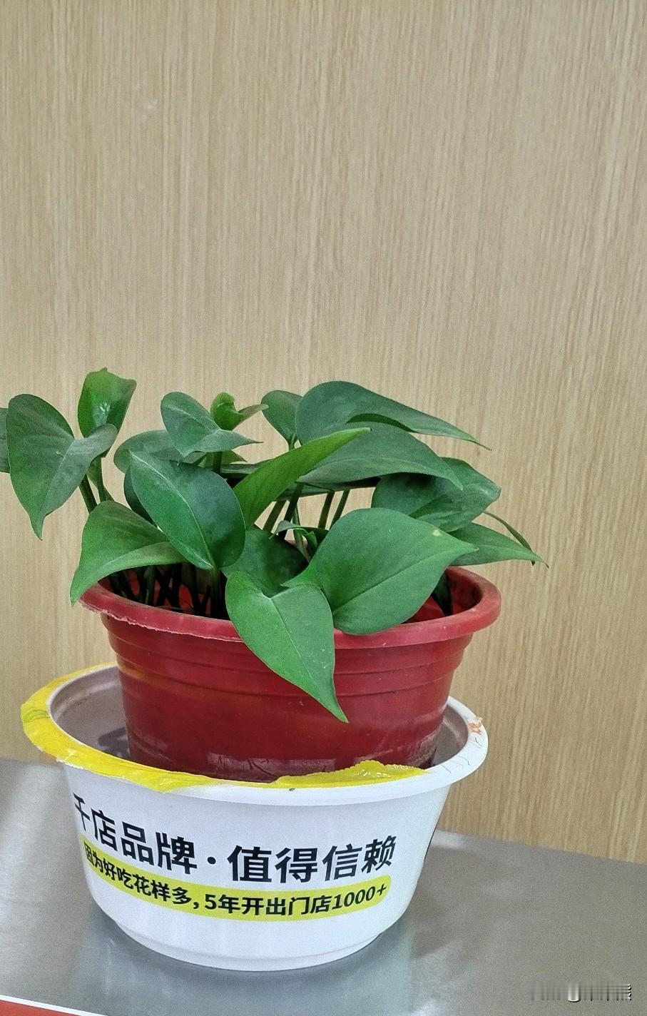 这个我还真不知道，济南为啥叫“海右”，我专门去查了一下。济南为叫“海右”，其