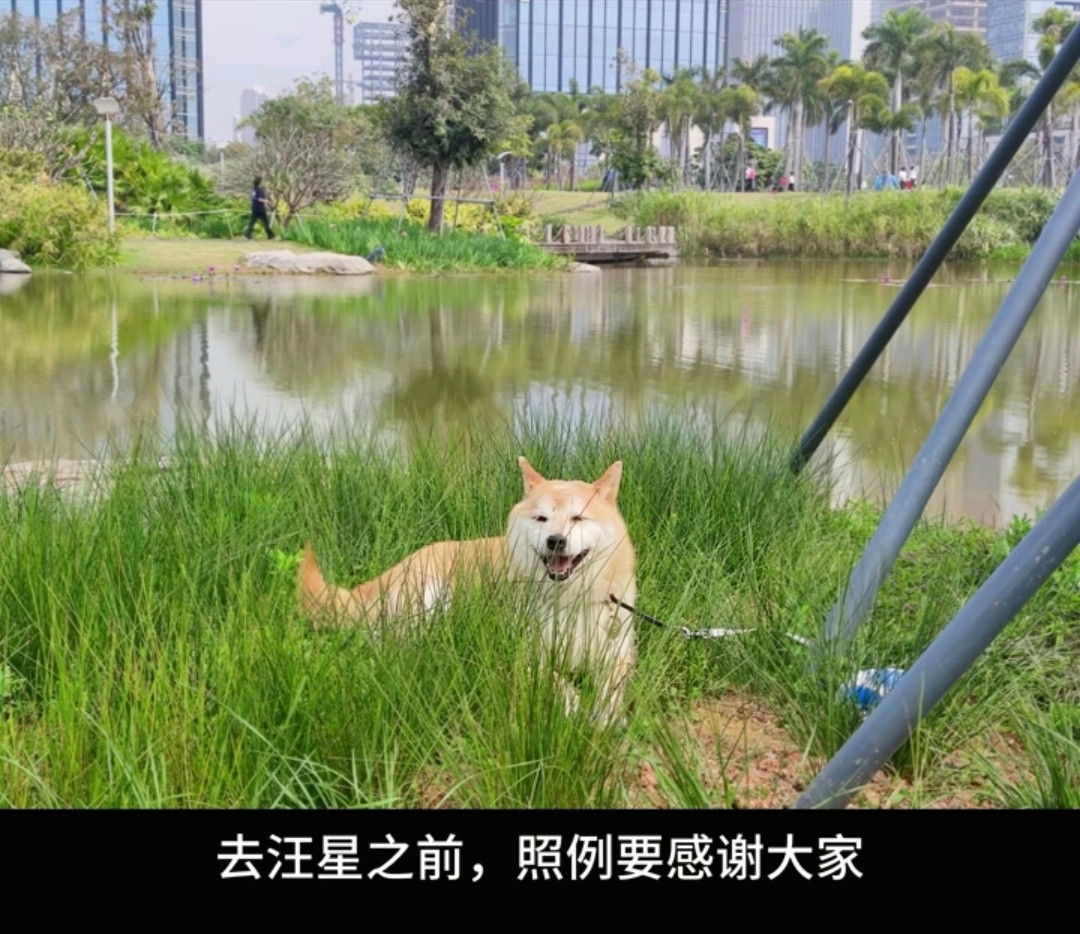 【16万法拍柴犬登登去世】16万法拍柴犬登登去汪星了还记得那只被两次拍卖、后以