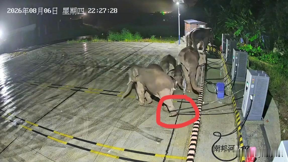 认栽了！维修费用高达2万元，用时需要20天。大象也宠妻，更何况人呢？冤无头，