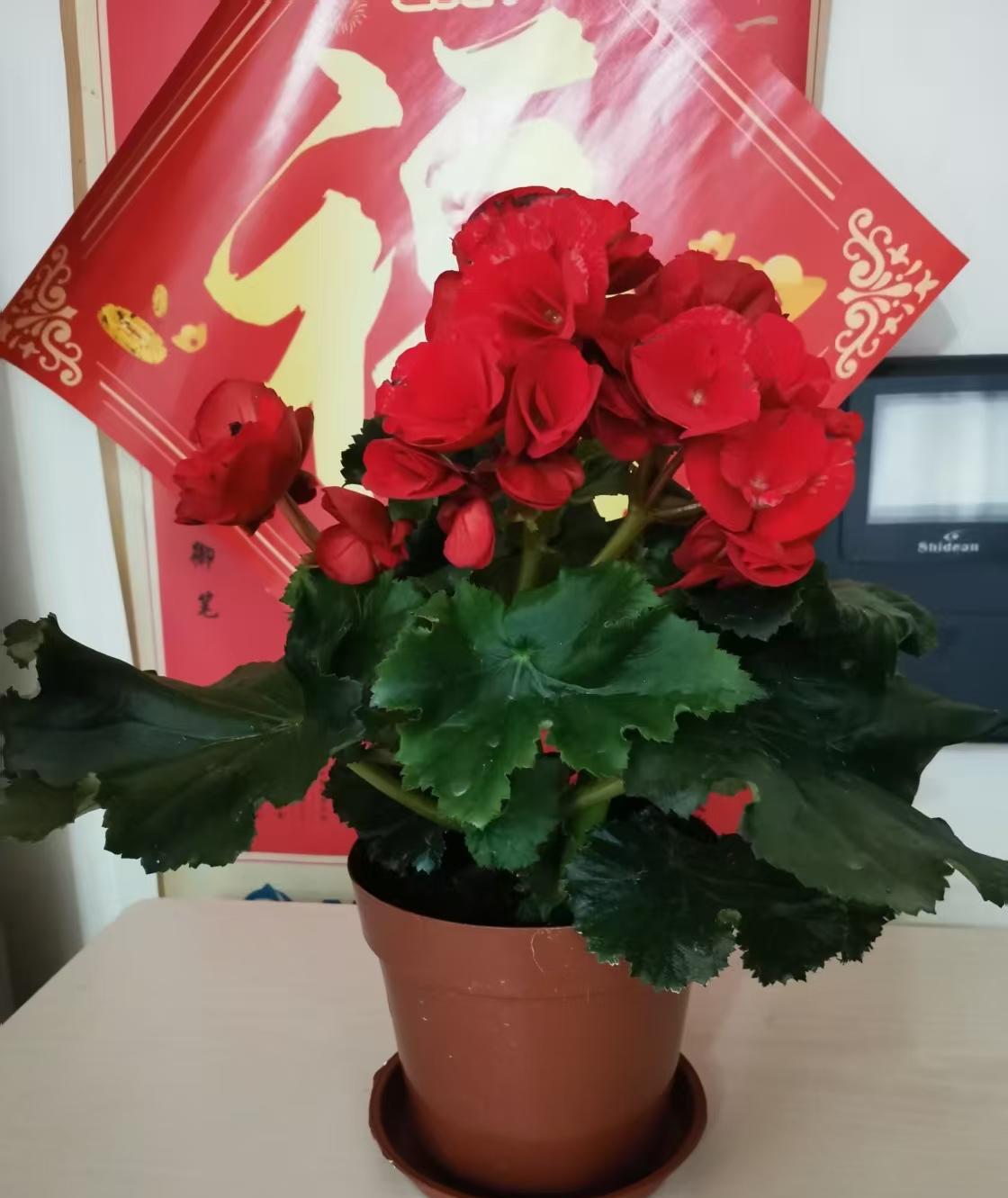 Day655：抄录王国维《人间诗话》之五一。2025-6-14抄书打卡。