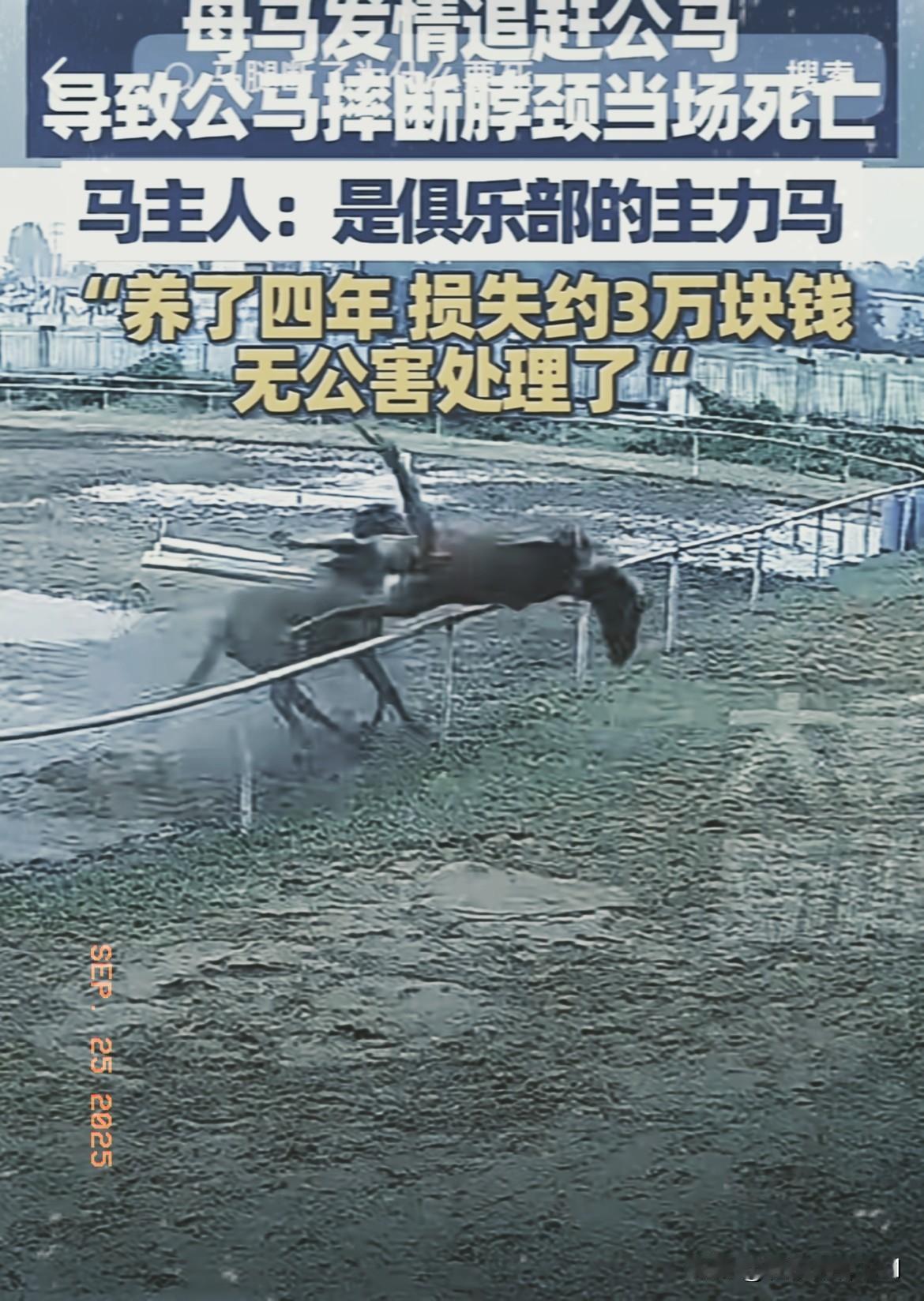 这可能是最悲剧的死法了！安徽马场内，母马发情追公马，公马吓得想跳围栏逃跑，却不慎