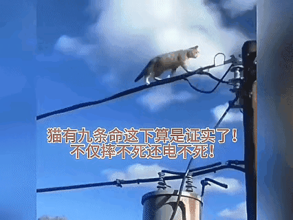猫咪的那个小嘴啊，真的是什么都敢探索，竟敢在高空的电线上招惹电线，那一下“火化带