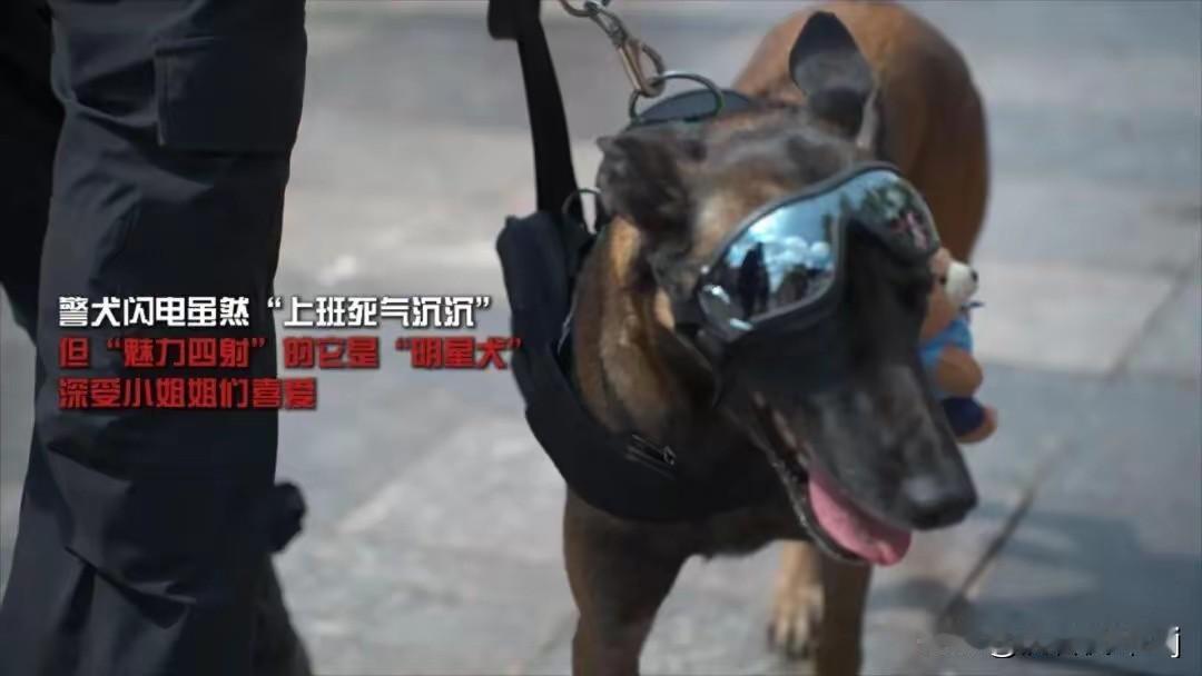 上班蔫哒哒下班乐开花：警犬的双面日常与减负新可能最近云南楚雄警犬基地的一