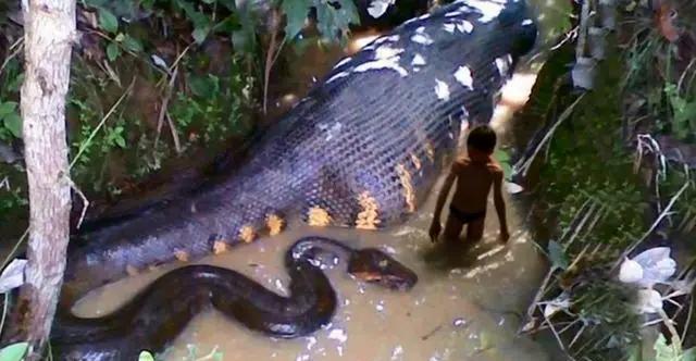 亚马逊阴霾的夏日午后，保罗蹲在盘根错节的大树下，往身上涂满猪血浆。他盯着不远