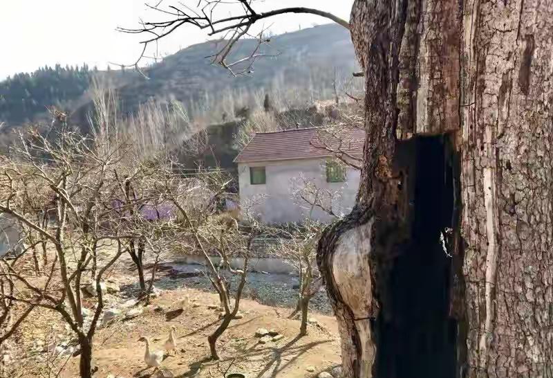 前两天村长打电话，以为是催交医保，结果他嘘寒问暖？真是破天荒头一回！看