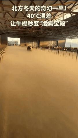 “没想到上人民日报了！”内蒙古，女子清早起来去牛棚喂牛，不料一推开门直接傻眼了