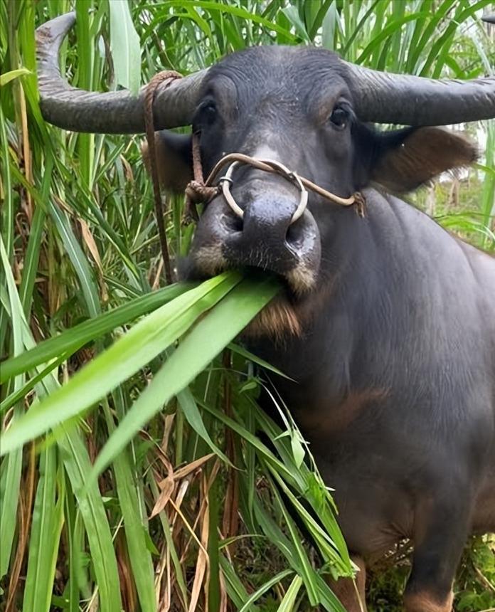 为何牛只靠啃青草就能堆出满身的腱子肉？真相绝对出乎你的逻辑。明明人类顿顿水煮