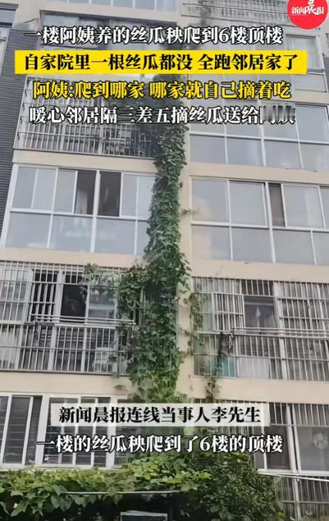 这下出名了！江苏连云港，一楼阿姨种的丝瓜，竟然一口气爬到了六楼，中途却没有一人去