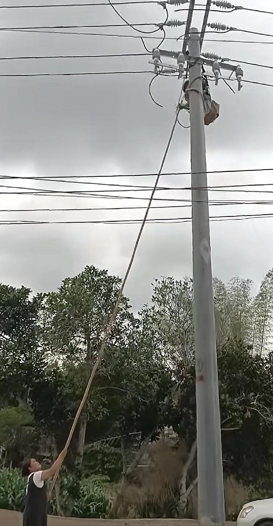 一般人还真不敢这么干吧！说她呆吧！起码知道怼电线得用竹竿，但是法律意识多少还是