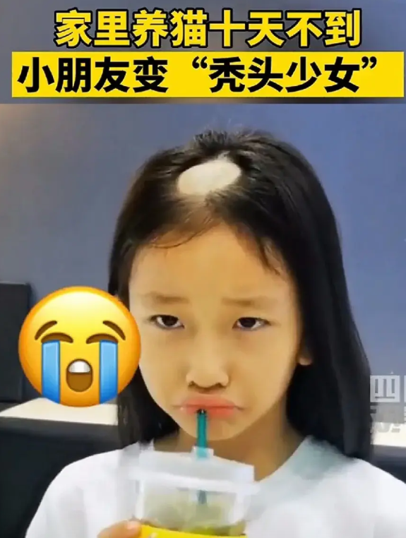好了，这下谁还敢养猫。“再也不敢养猫了，肠子都悔青了四川的陈女士崩溃哭诉，家里