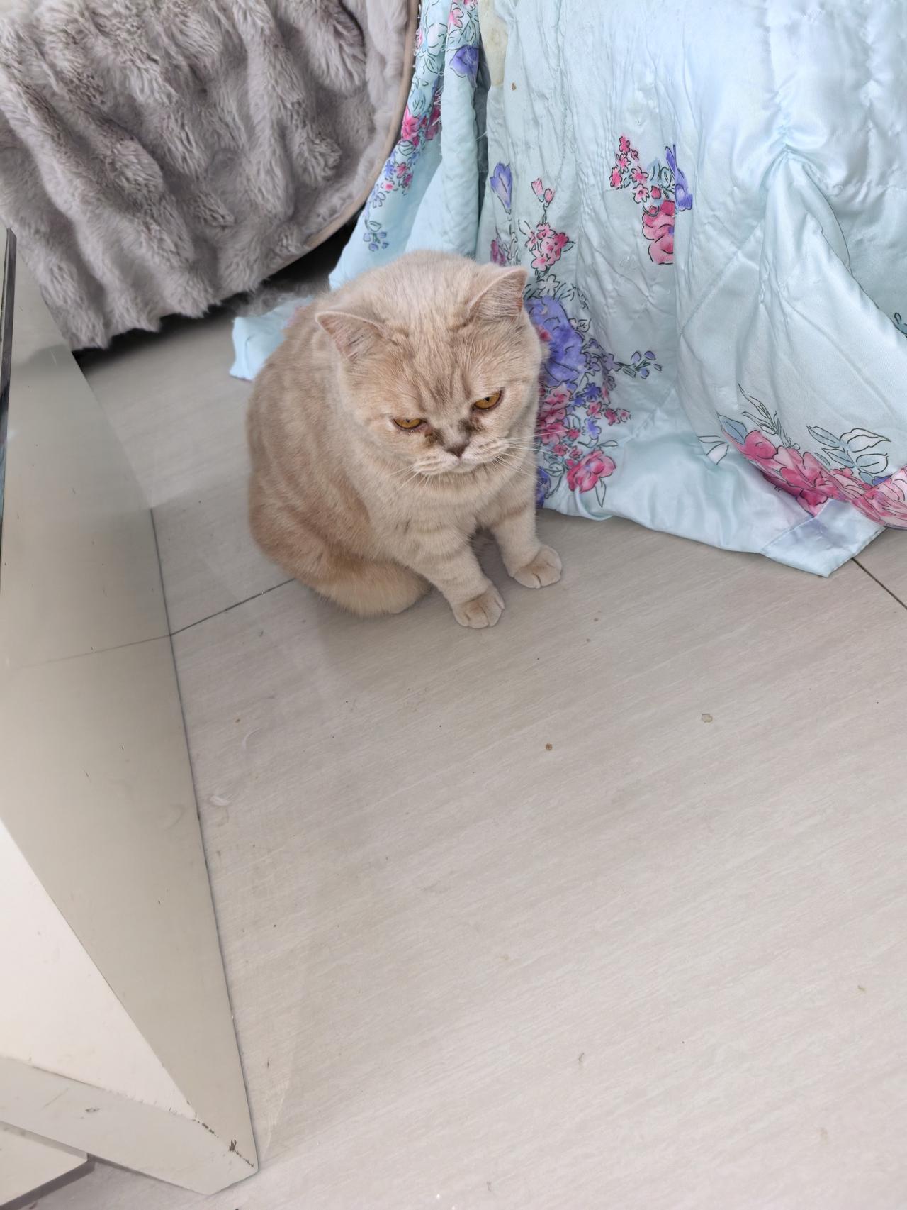 猫和人一样，你对他好，它看到你来了就去蹭你的小脚，日常互动真好！[大笑]