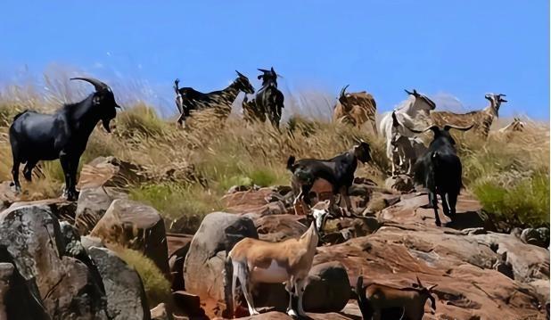 1959年，一艘渔船在科隆群岛的一个偏远小岛上停留，几名渔民决定把三只山羊带到岛