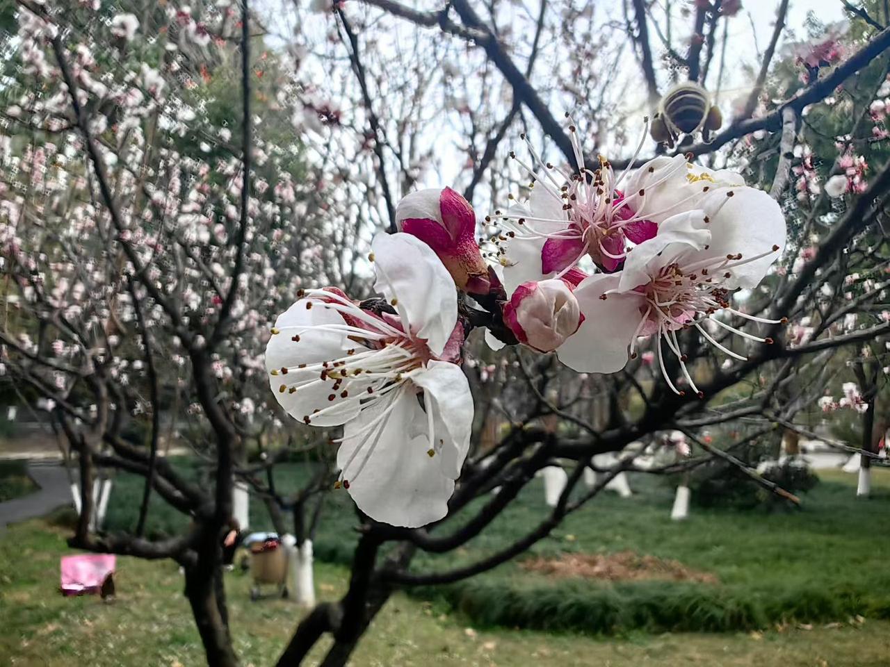 阳春三月好风光，赏花看柳，惬意舒心。大美成都，春光乍泄，绿意盎然，桃花傲寒竞