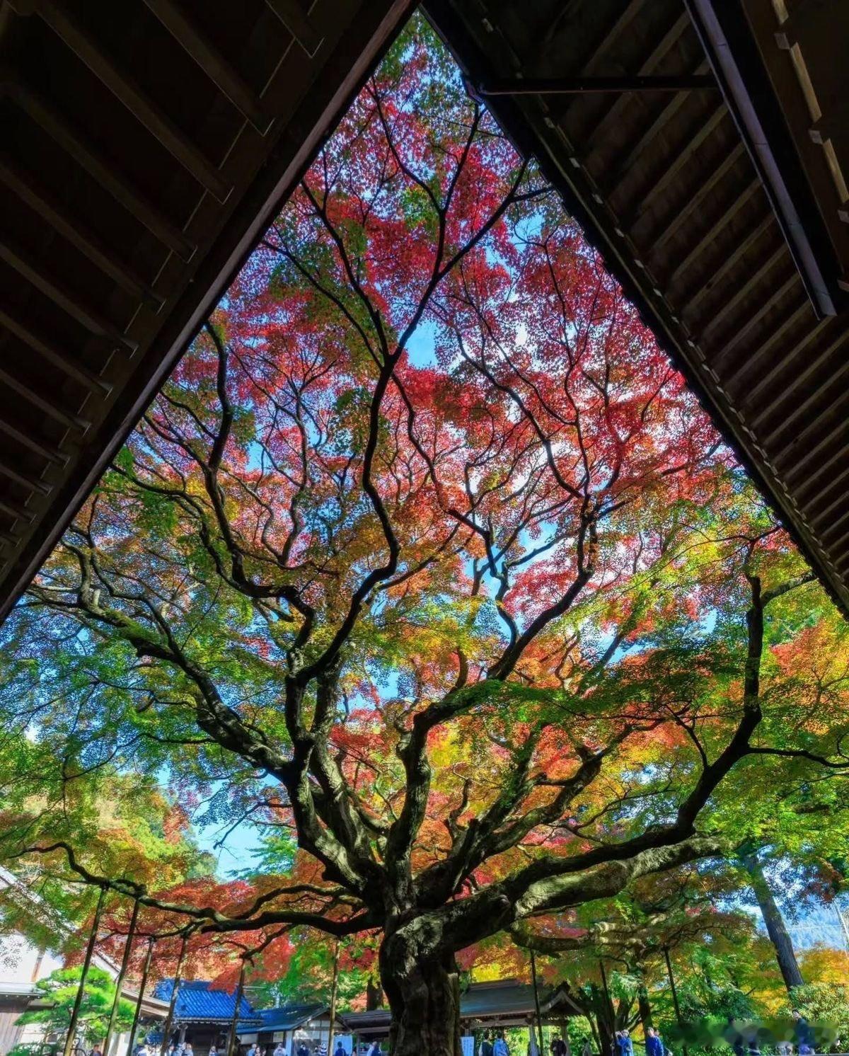 地球又在炫技了✨​​​