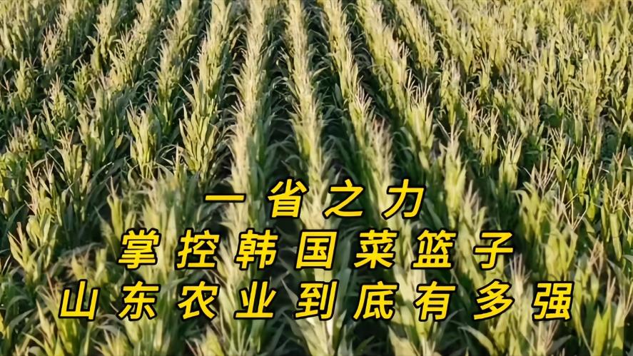 你知道吗？一省就能拿捏韩国的菜篮子，山东农业到底有多野？谁都没有料到，韩国人喜欢