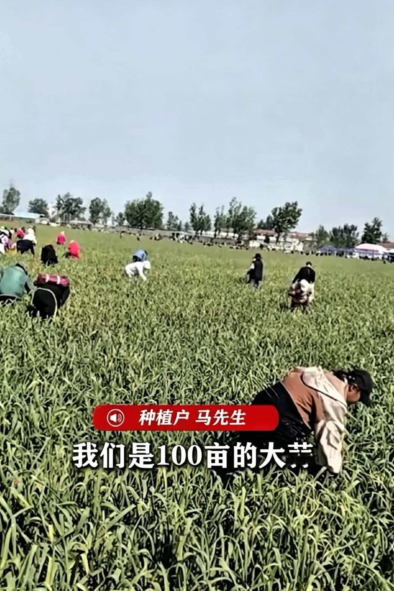 江苏徐州，一个种植100多亩大蒜的农民，眼看蒜苔就要采收的时候，算了一下账，雇人