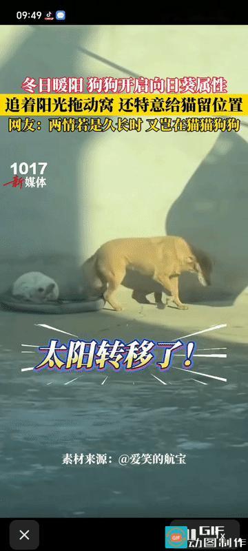 这日子我都羡慕！狗狗拖窝带猫追太阳河北小院里，狗狗和猫咪正晒着太阳酣睡。一