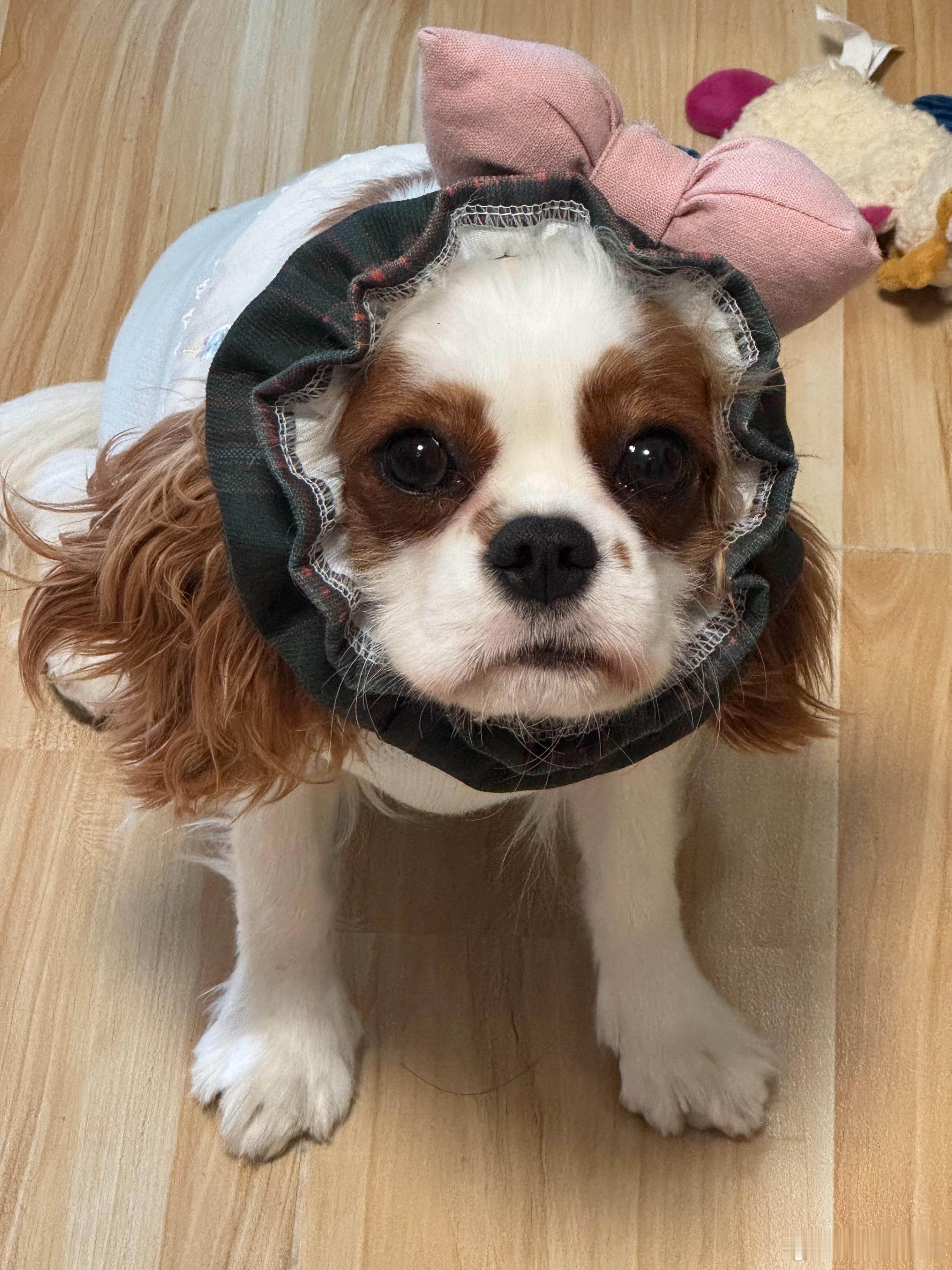 这两年的“亲子”过后，“宠物友好”或许是2026年的一个热门话题，今年也会有不少