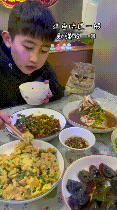 谁懂啊！俺家母猫和小主人从小一起长大，感情好得真比亲兄妹还亲！