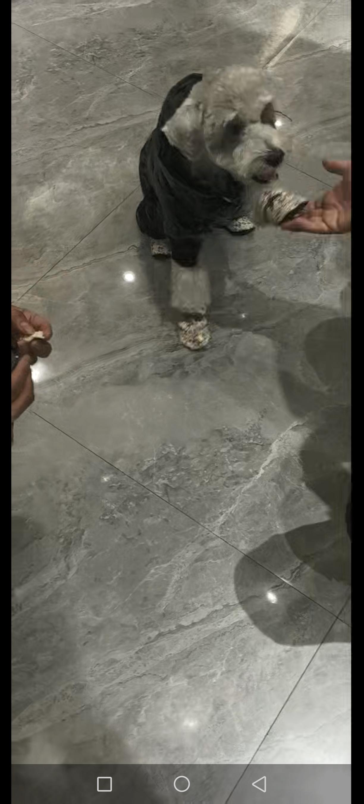 一家人外出旅游,小男孩随手给饿得缩成一团的流浪狗递了根火腿肠,哪成想小狗吃完火腿