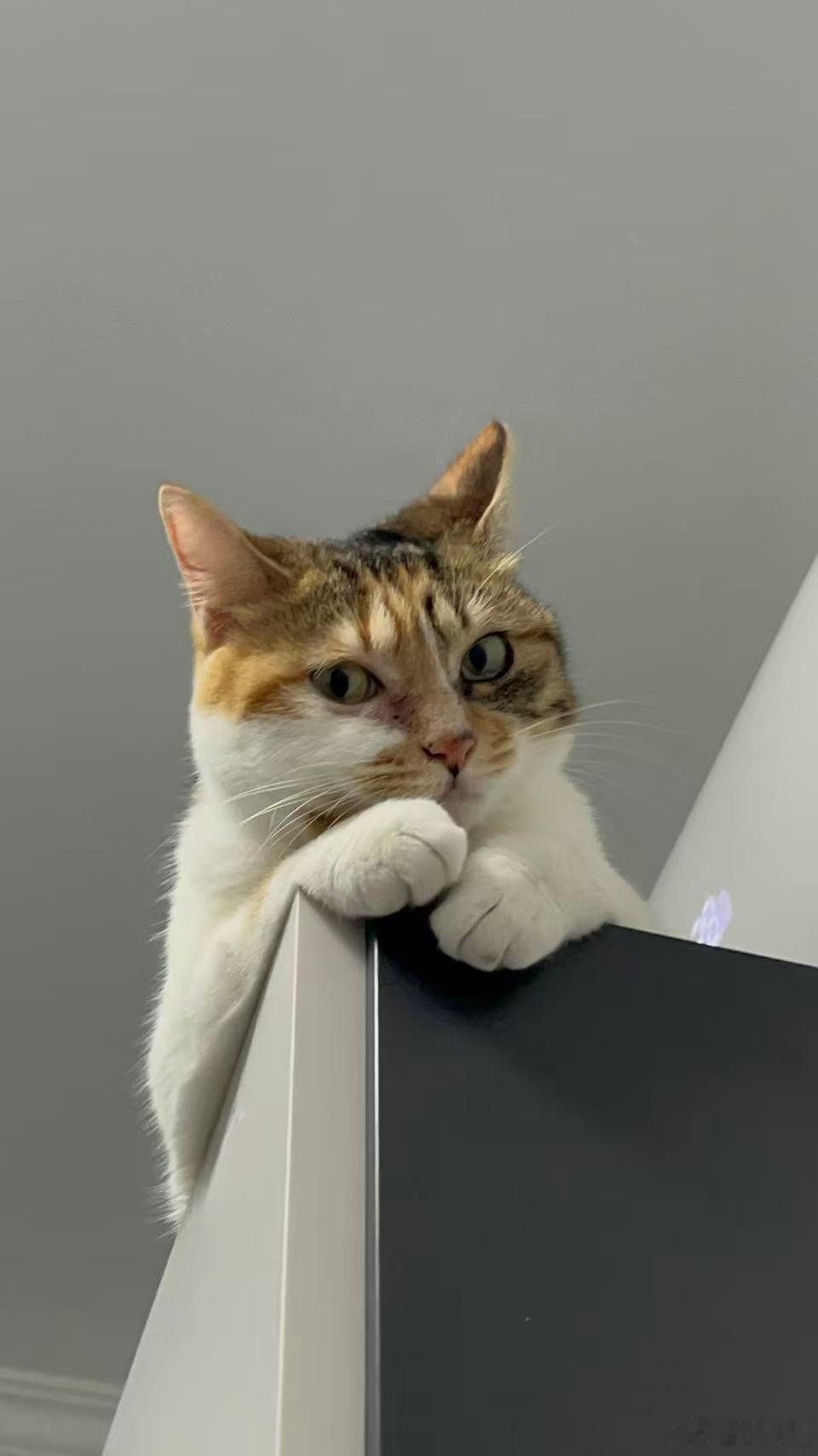 专家说小猫上床是不脏的香香软软的小猫咪谁能拒绝呀！那种毛茸茸的小脑袋往你脸上一蹭