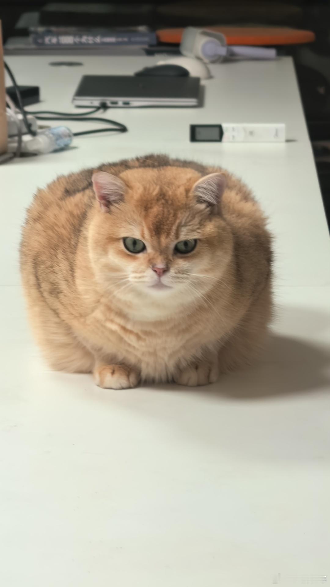 简简单单吃个晚饭有猫有狗人生圆满