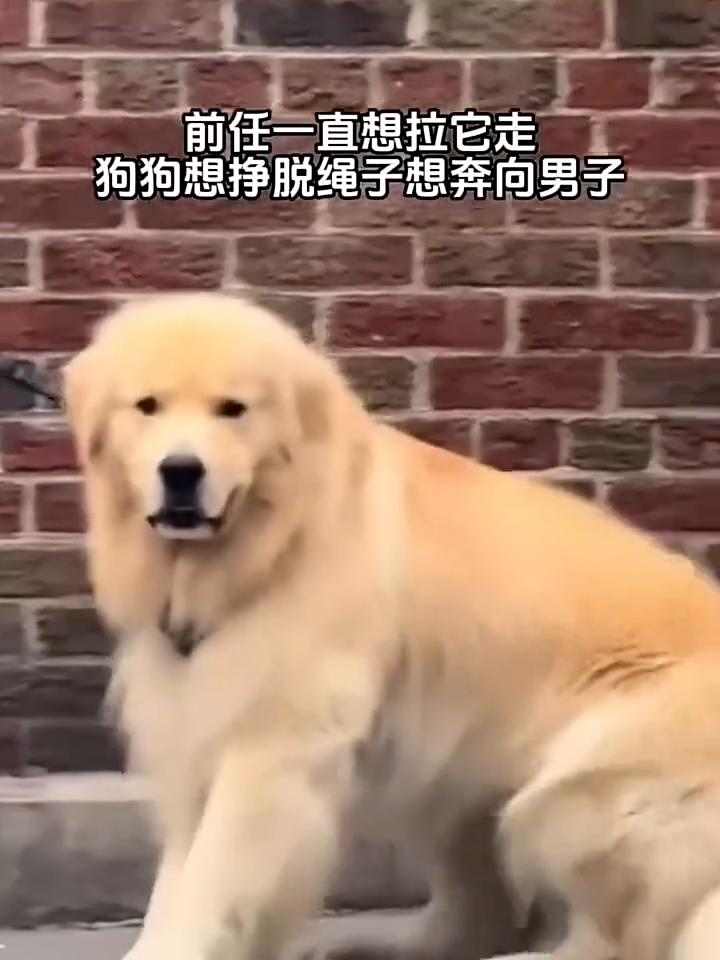 男子逛街时偶遇前任，和曾经一起养了两年的狗狗，狗狗一眼就认出是他，主人怎么拉它都