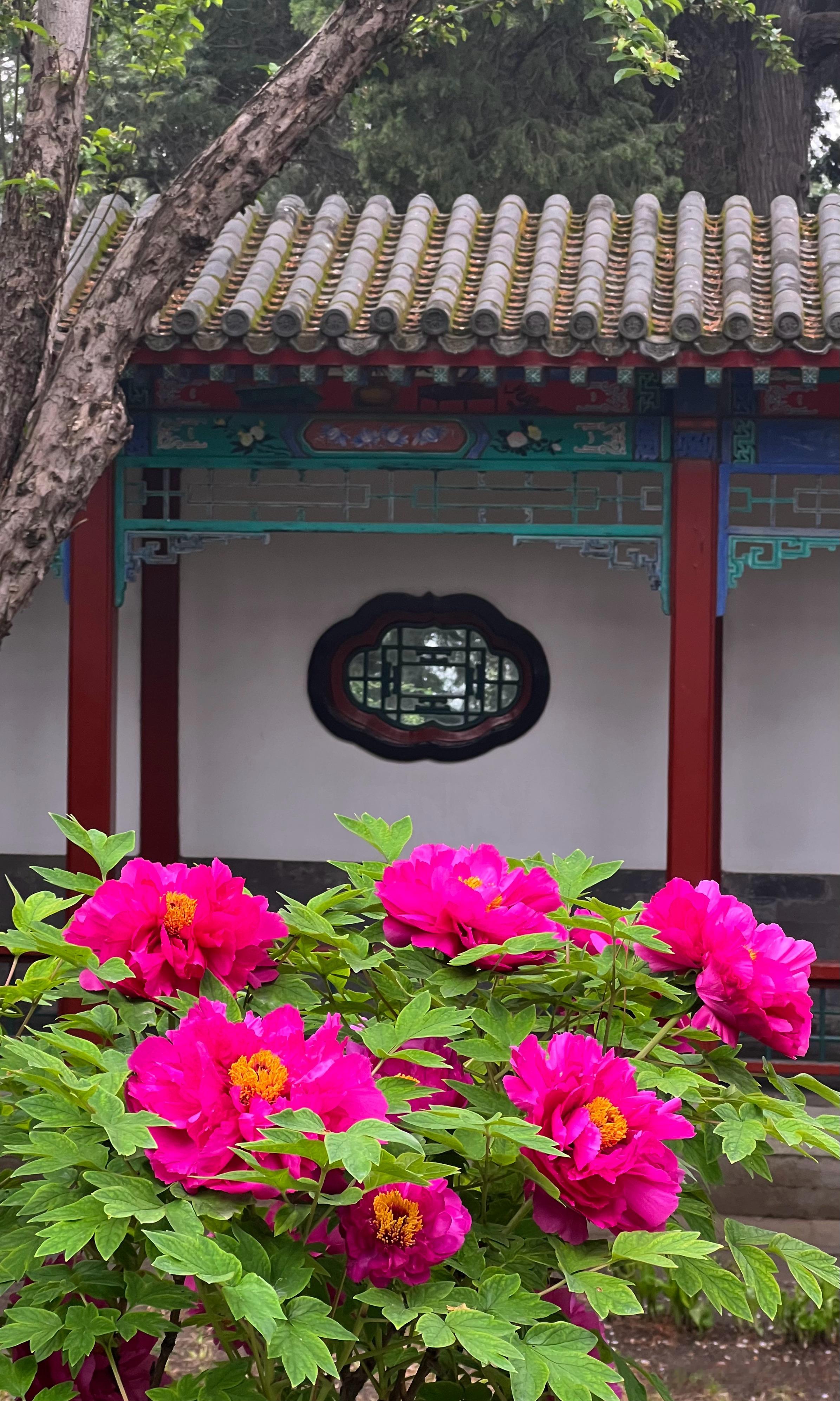 北海公园快雪堂牡丹花开摄影