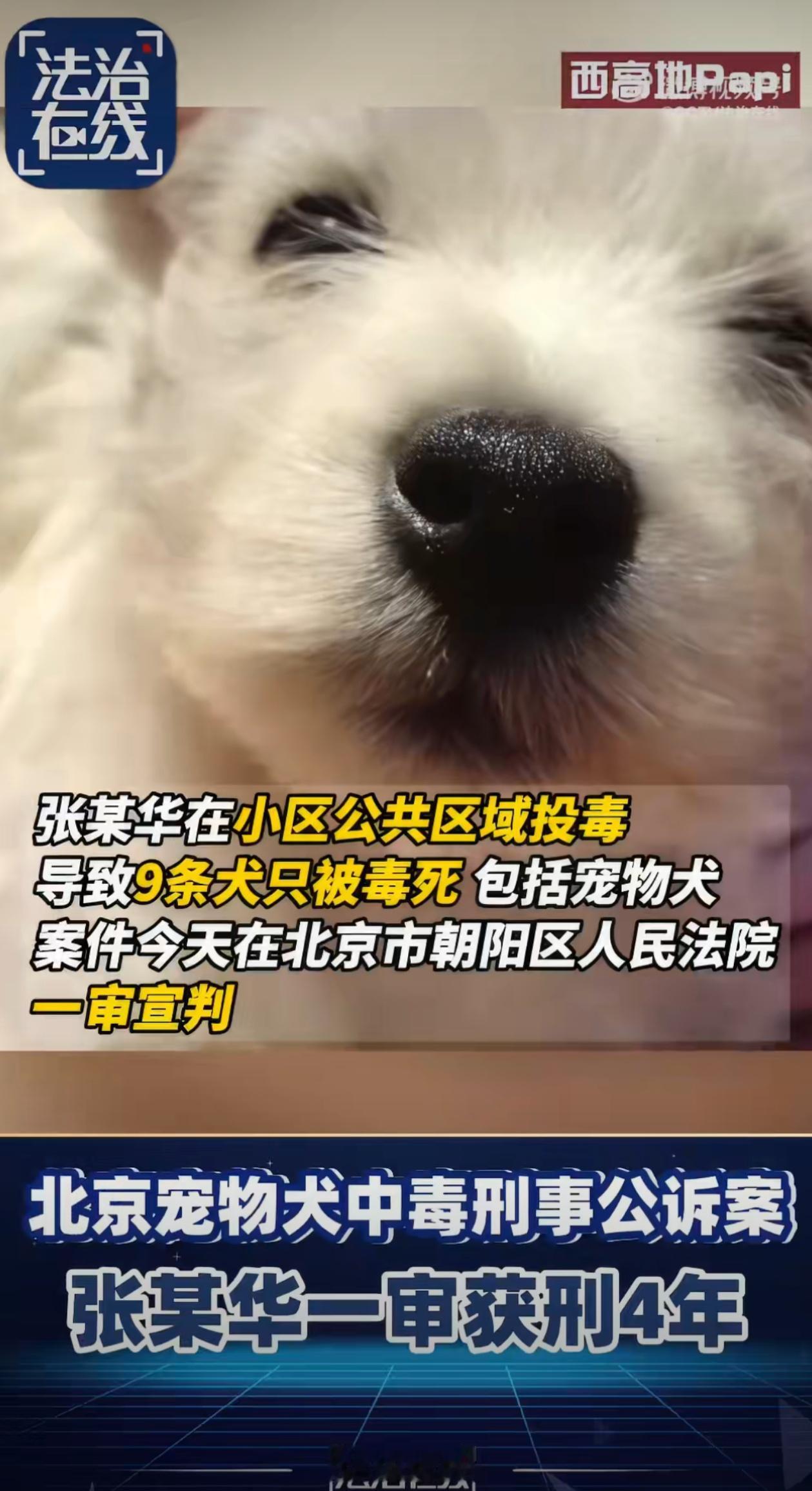 毒死9只宠物犬被判4年，这个案子显然不单单是毒死几只宠物犬那么简单，而是因为张某