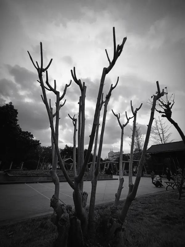 一见“青竹枝枝秀”这上联，刹那间，一股清新雅致之气便扑面而来。青竹身姿挺拔，每一