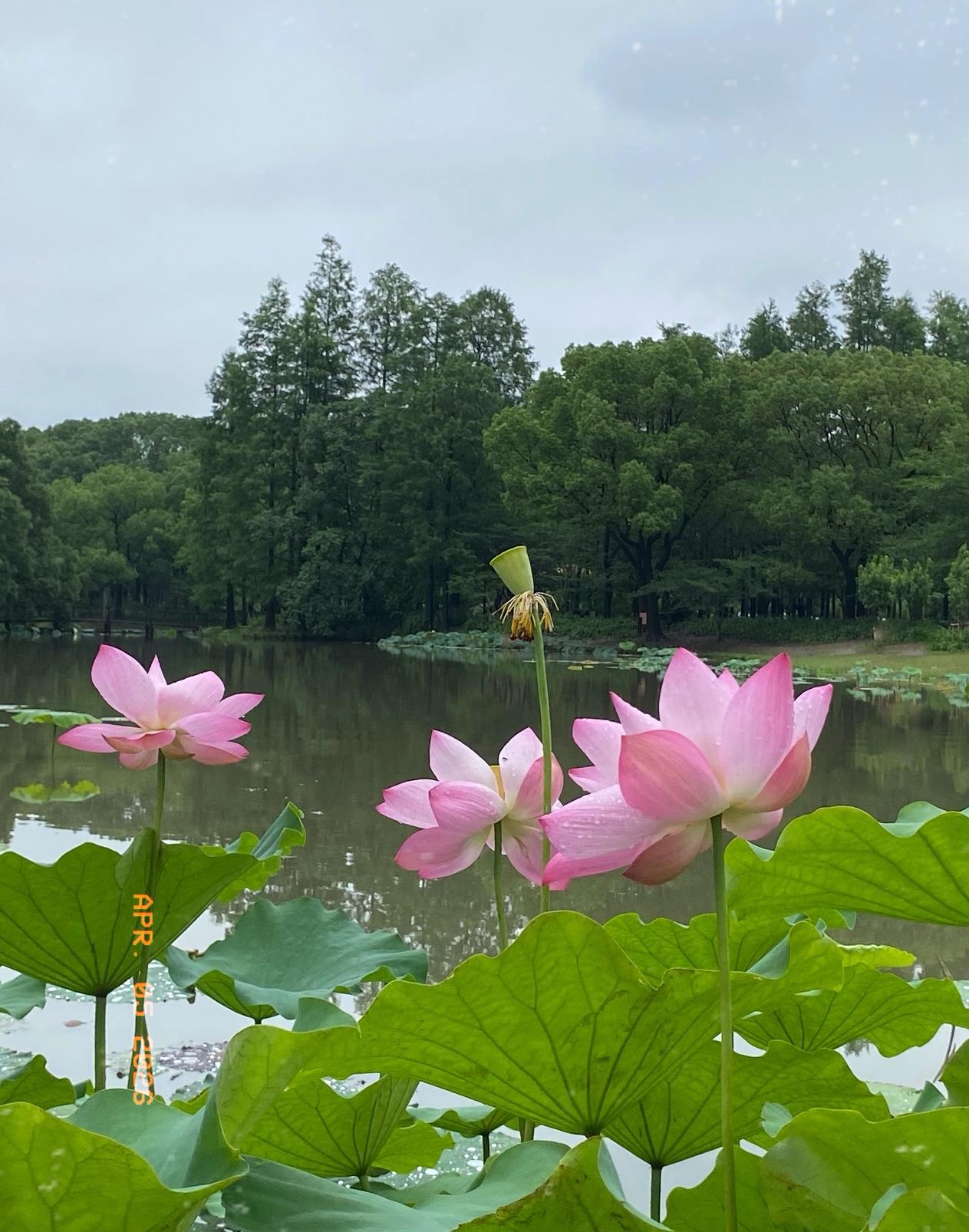 我今年23岁，老公51岁。昨天我无意间发现，他偷偷吃了那种功能药，我当时心里一