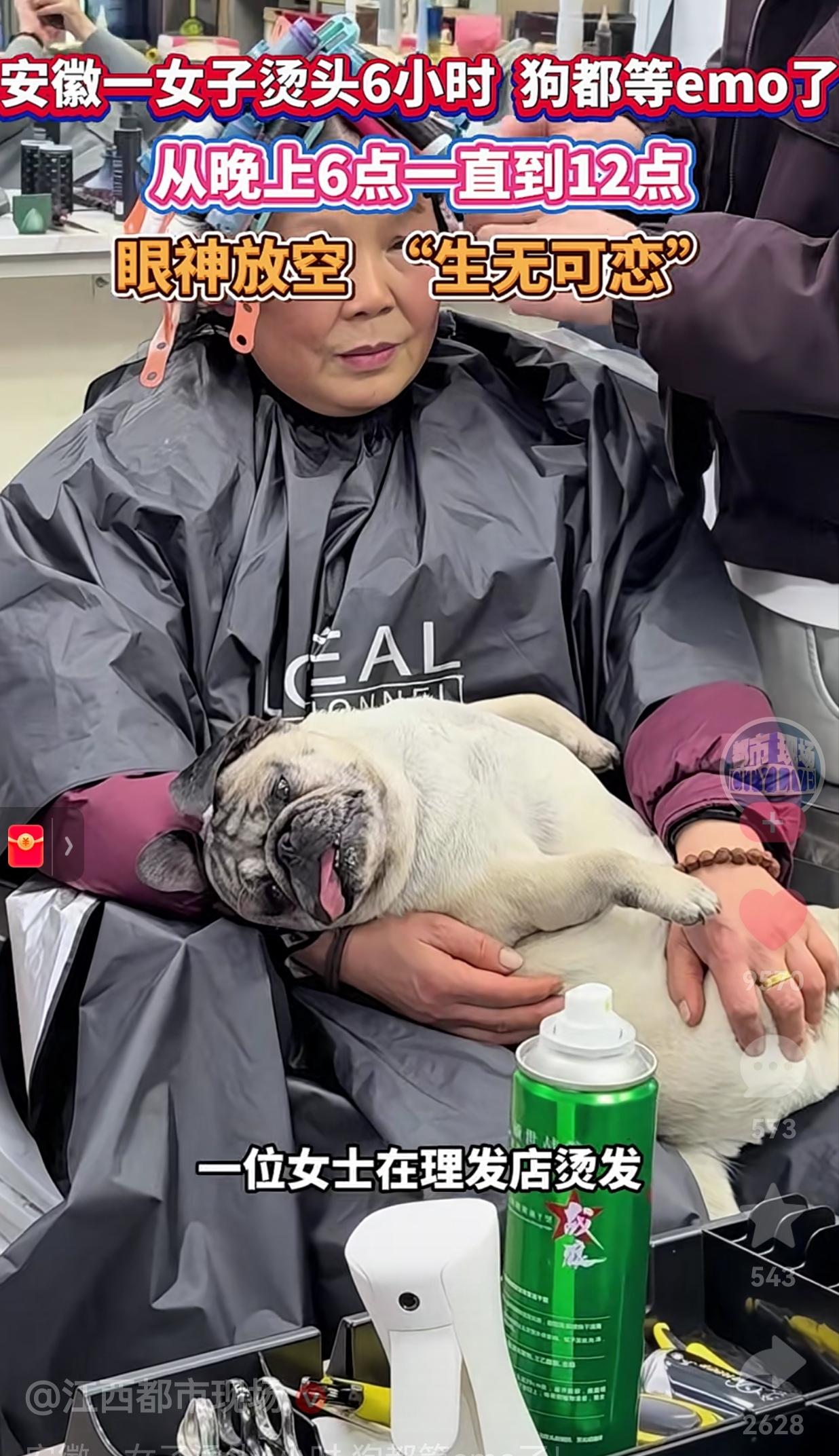 笑不活了！咱就说，为什么要让自己的狗狗也跟着受罪呢？安徽女子烫头6小时，狗都等e