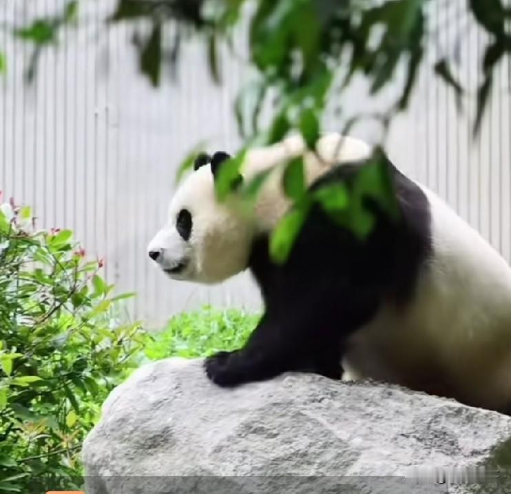 给福宝安排两块石头这是要让福宝占山为王吗一问神树贫这是什么操作？且不说福