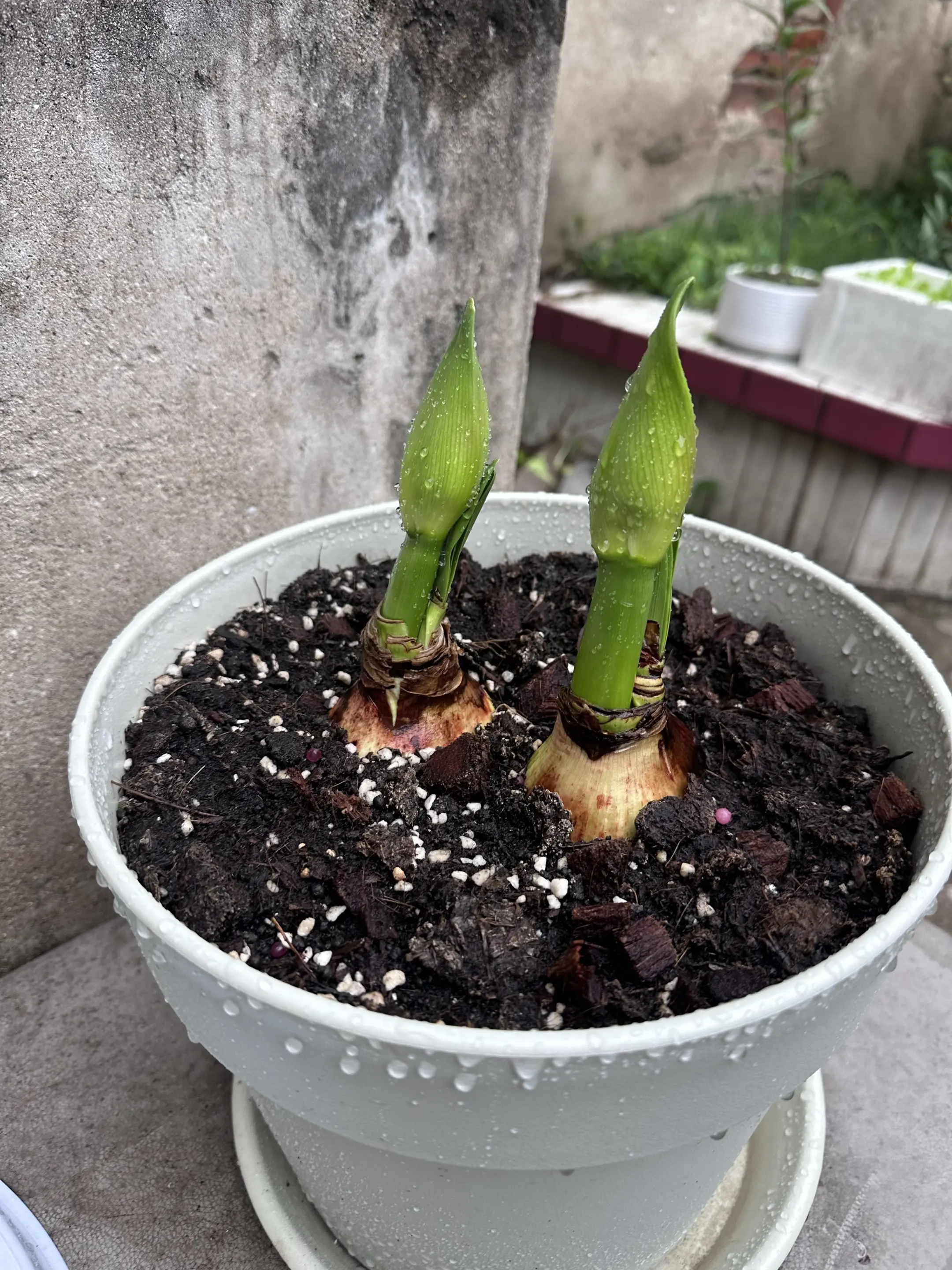 算了 和你们不养花的人说不清楚 😂 你们的开花了吗？