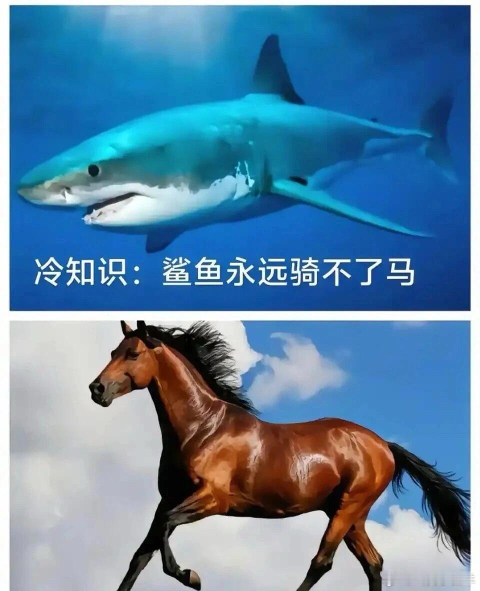 鲨骑马哈哈哈梗图趣图meme​​​