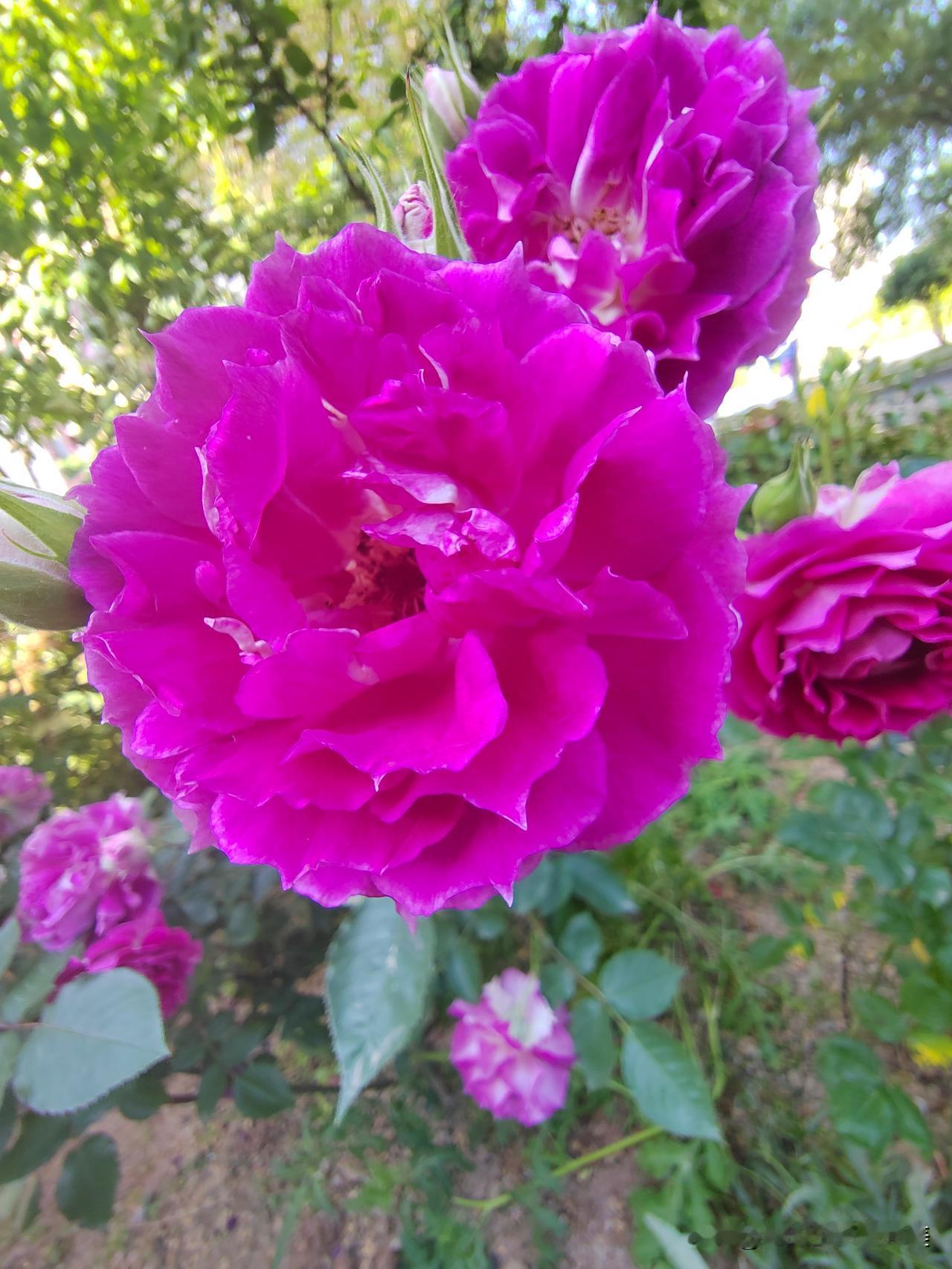 💙月季花品种很多，随手拍了很多不同的品种，供大家欣赏！你们还拍到什么样的不同