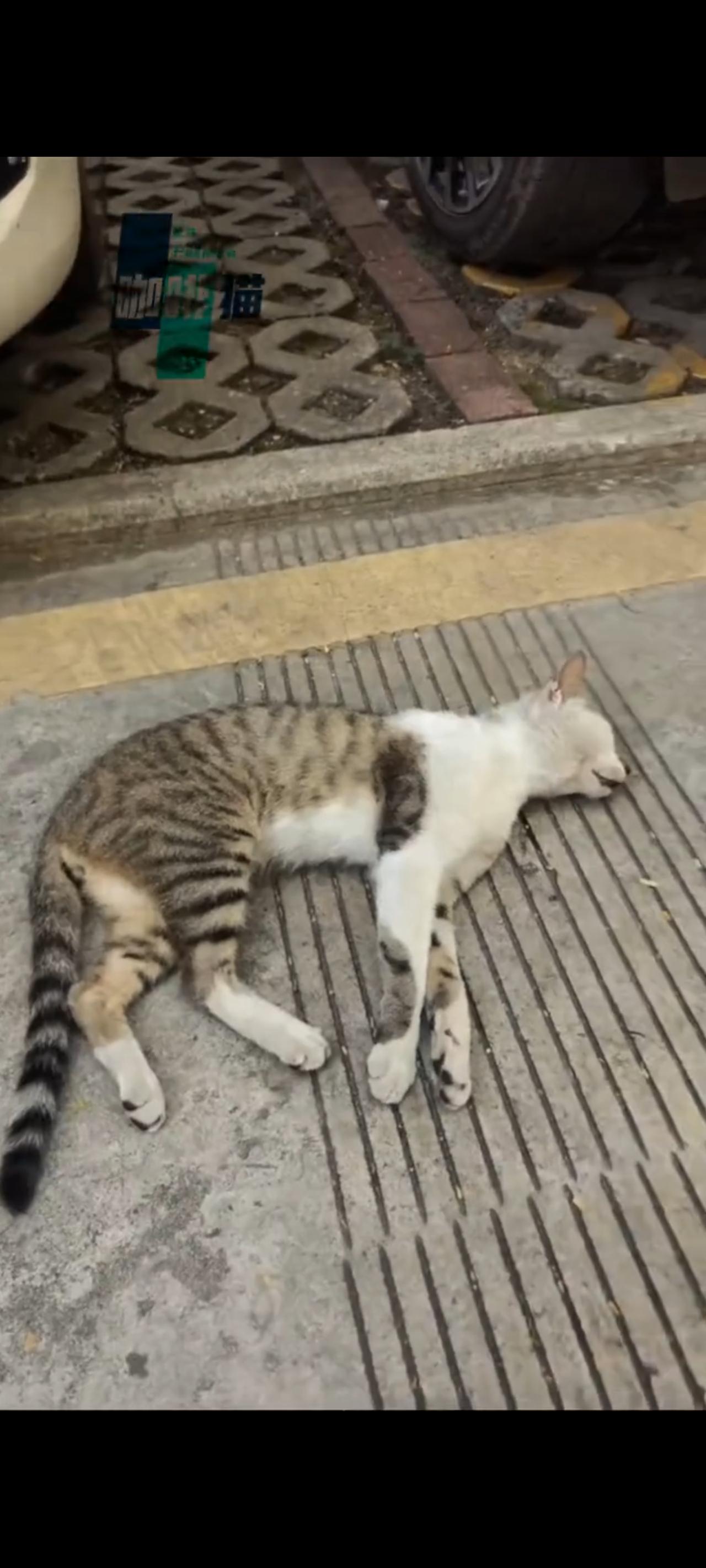 被车辆撞倒后的流浪猫，突然趴在地上不断喘着大气，此时的她由于伤及到了内脏恐怕是到
