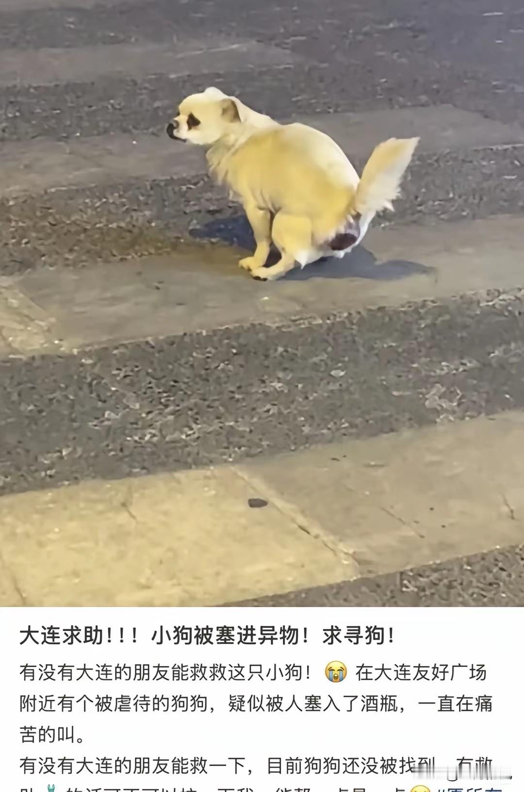 真是丧尽天良。一只无辜的狗狗下体被人残忍地塞入异体，疑似酒瓶。在大连友好广场