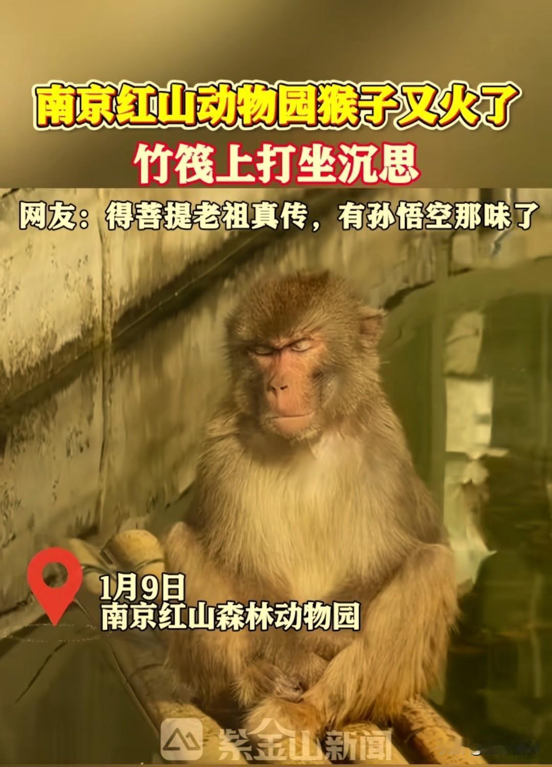 南京红山森林动物园的猴子又火了，坐在竹筏上面嗮着太阳，双目紧闭，打坐沉思。网