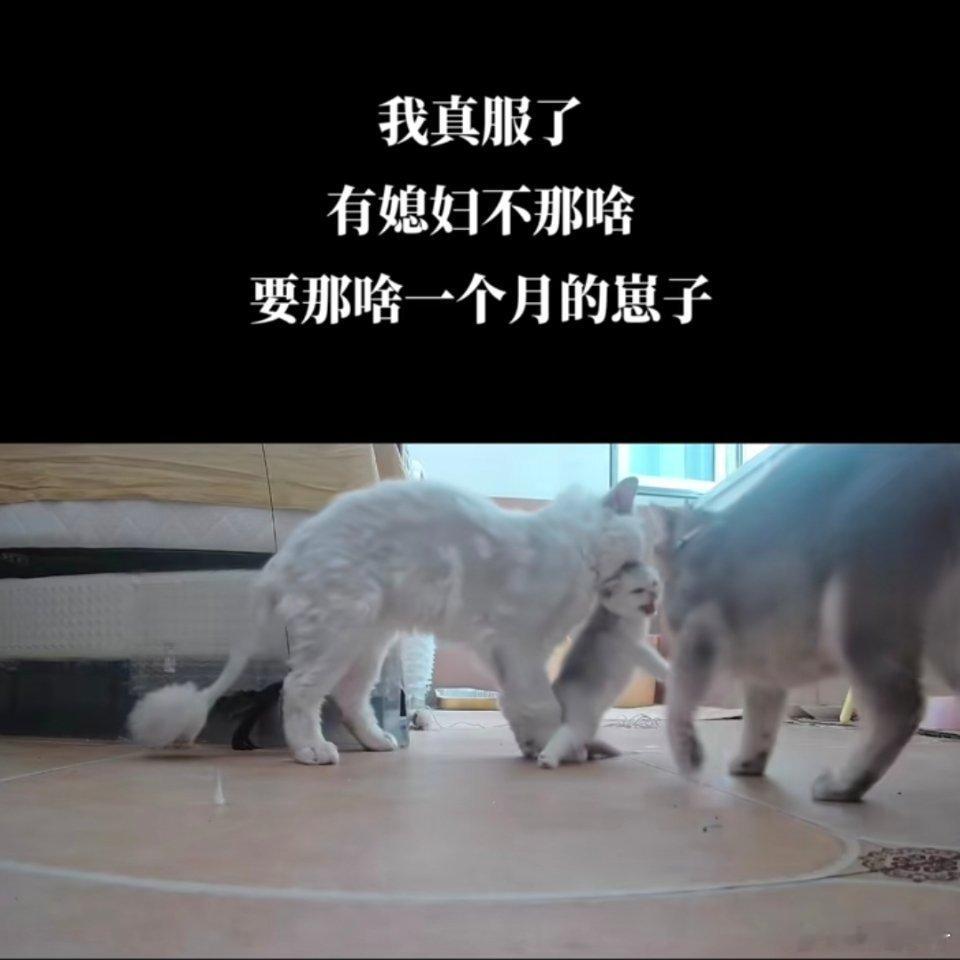 刷到的时候我真的要吐了，甚至是当着母猫的面？？！恶心透了​​​